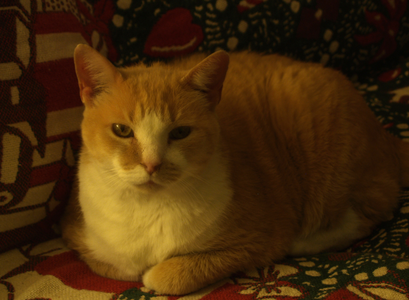 Spencer cat Christmas Spencer cat Christmas