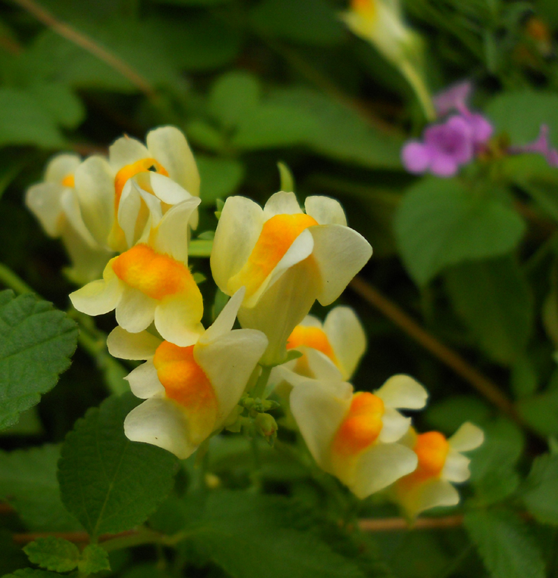 Toadflax (Linaria vulgaris)