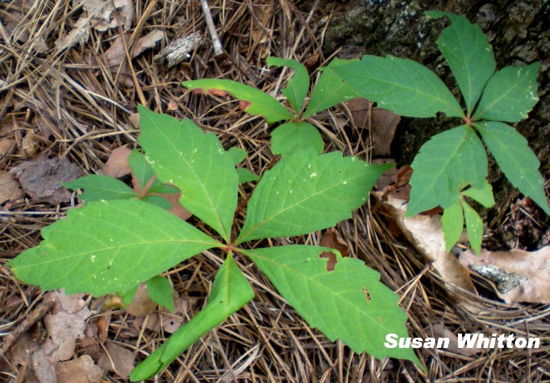 Virginia creeper, not poison ivy Virginia creeper, not poison ivy