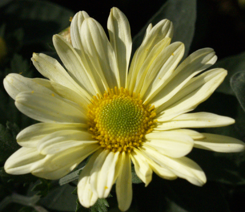 'Butterpat' chrysanthemum