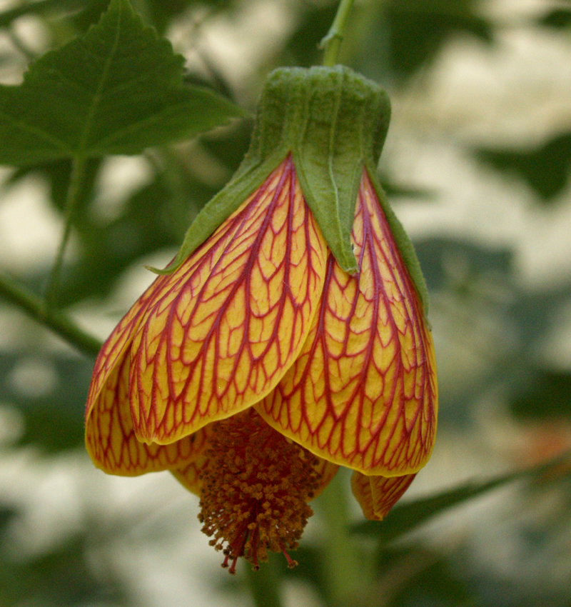 'Patrick's' abutilon 