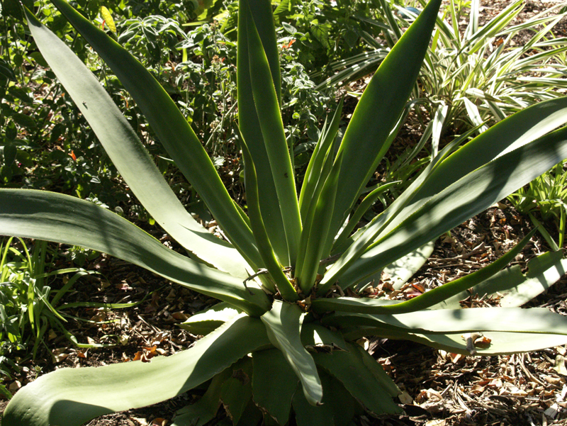 Agave celsii Agave celsii