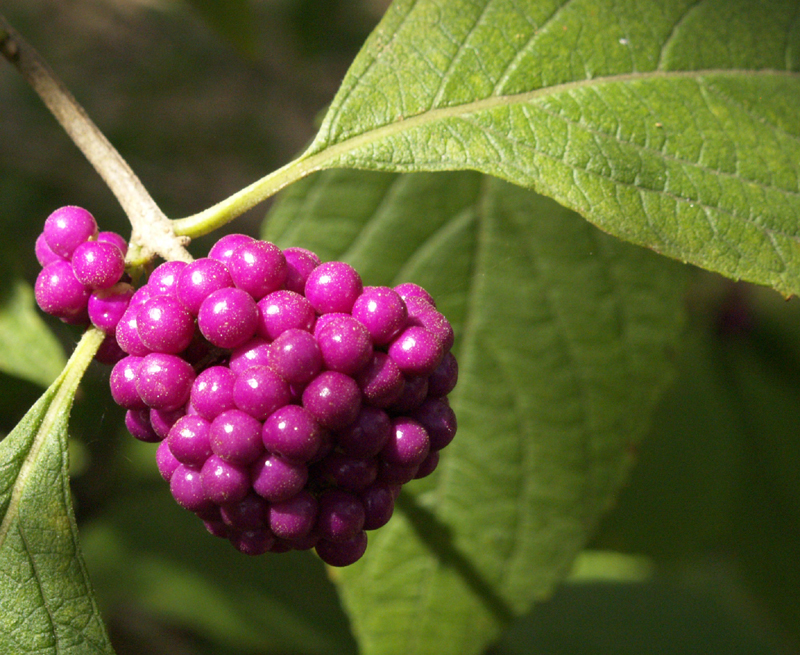 American beautyberry (Callicarpa americana) American beautyberry (Callicarpa americana)