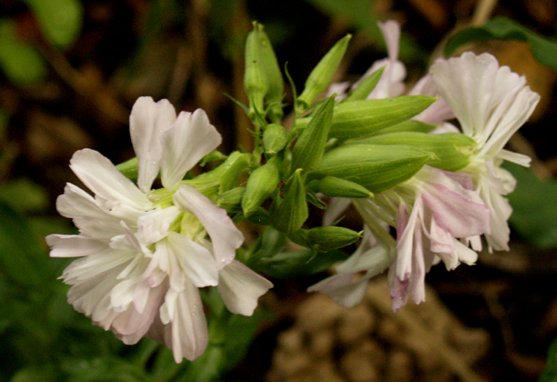 bouncing bet (Saponaria officinalis) bouncing bet (Saponaria officinalis)