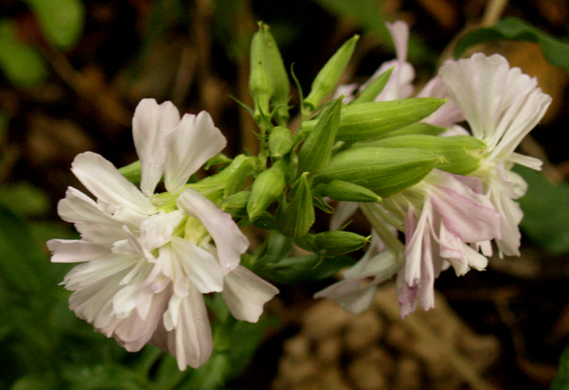 bouncing bet (Saponaria officinalis) 