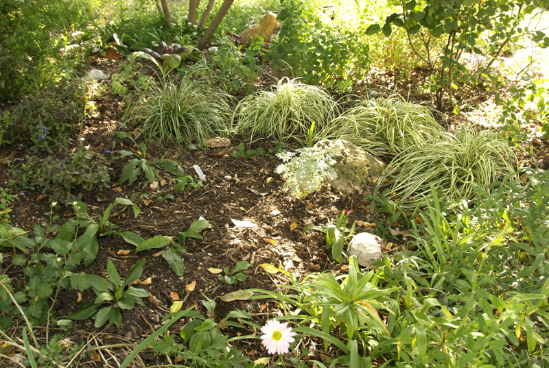 variegated Japanese sedge (Carex morrowii 'Aurea-variegata')