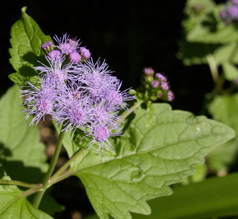 Conoclinium coelestinum close-up flower