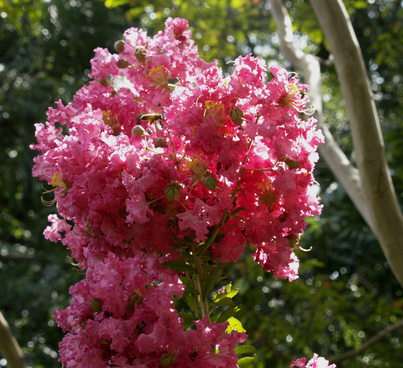 crape myrtle surprise September flower crape myrtle surprise September flower
