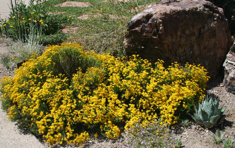 Damianita (Chrysactinia Mexicana) Daphne Richards 