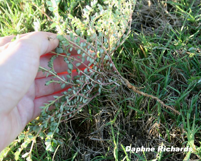 Prostrate spurge