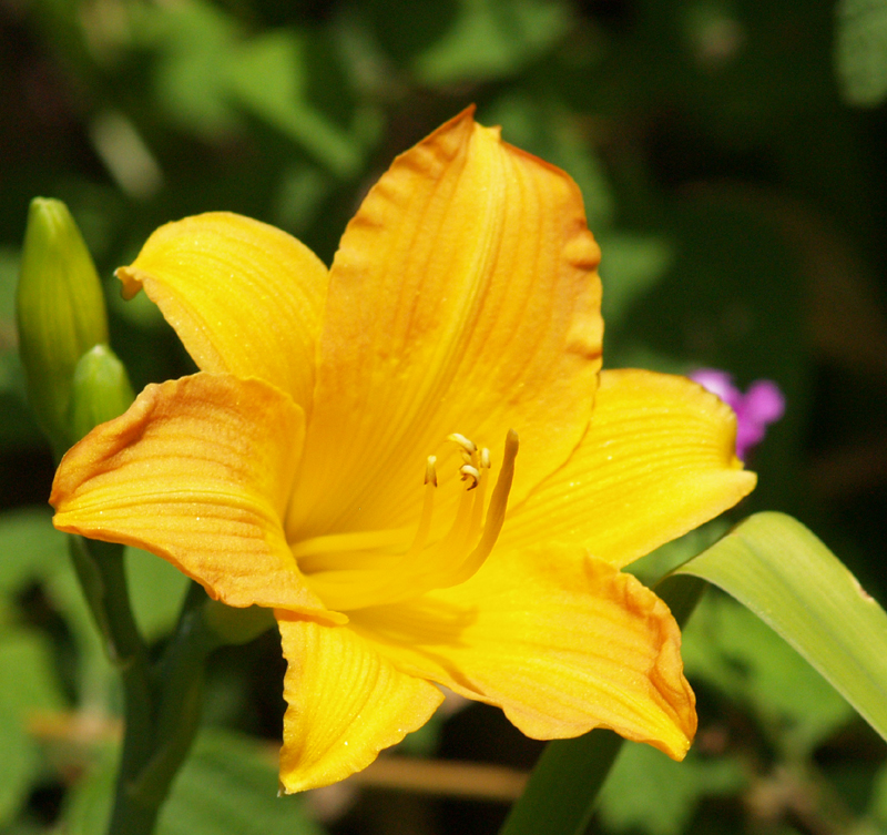 Mambo Maid daylily