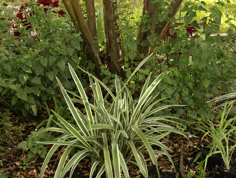 variegated dianella variegated dianella