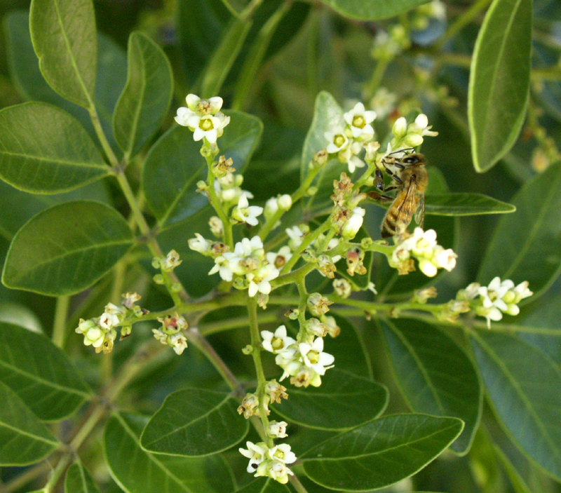 Evergreen sumac Rhus virens bee on flower