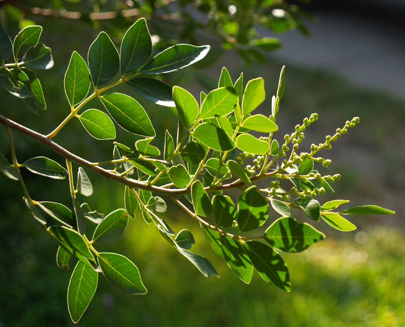 Evergreen sumac (Rhus virens)