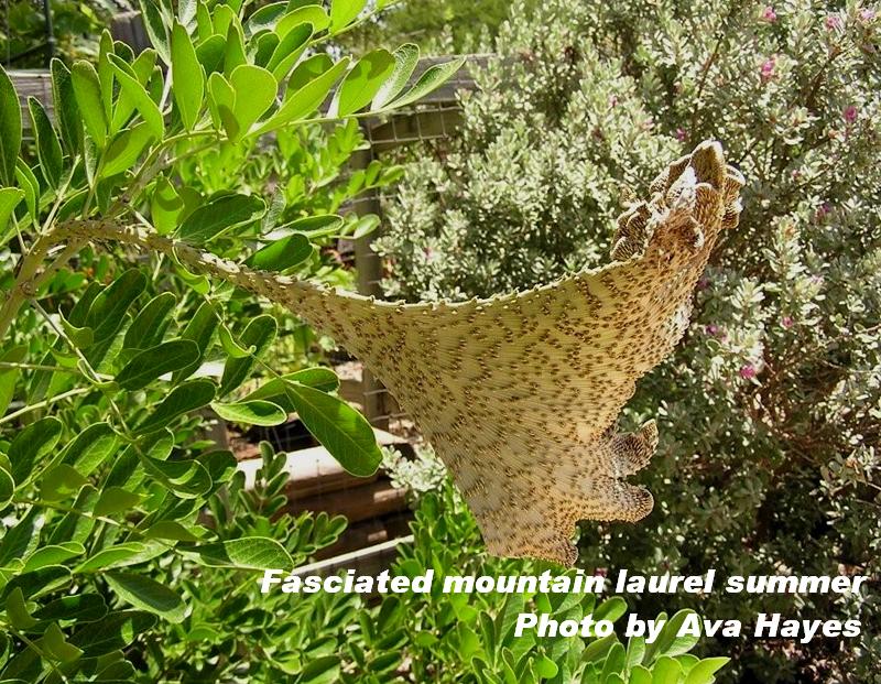 Fasciated mountain laurel stem 