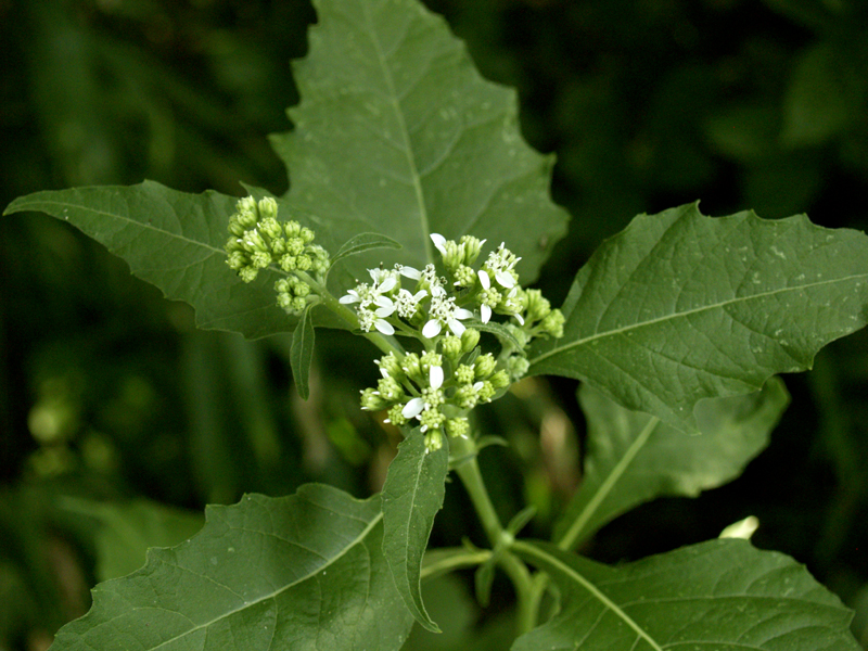 Frostweed (Verbesina virginica) Frostweed (Verbesina virginica)