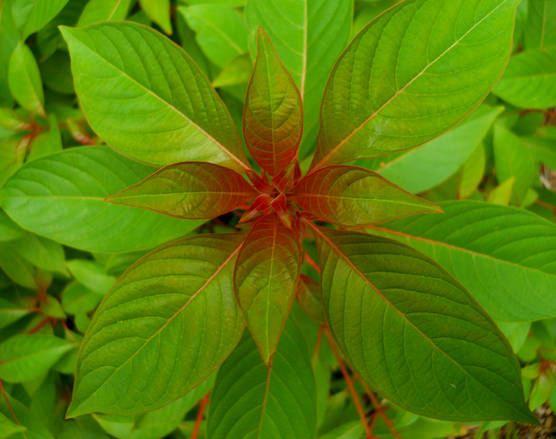 Firebush Hamelia Patens first color blush Central Texas