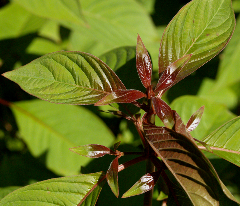 Firebush Hamelia Patens turning red 