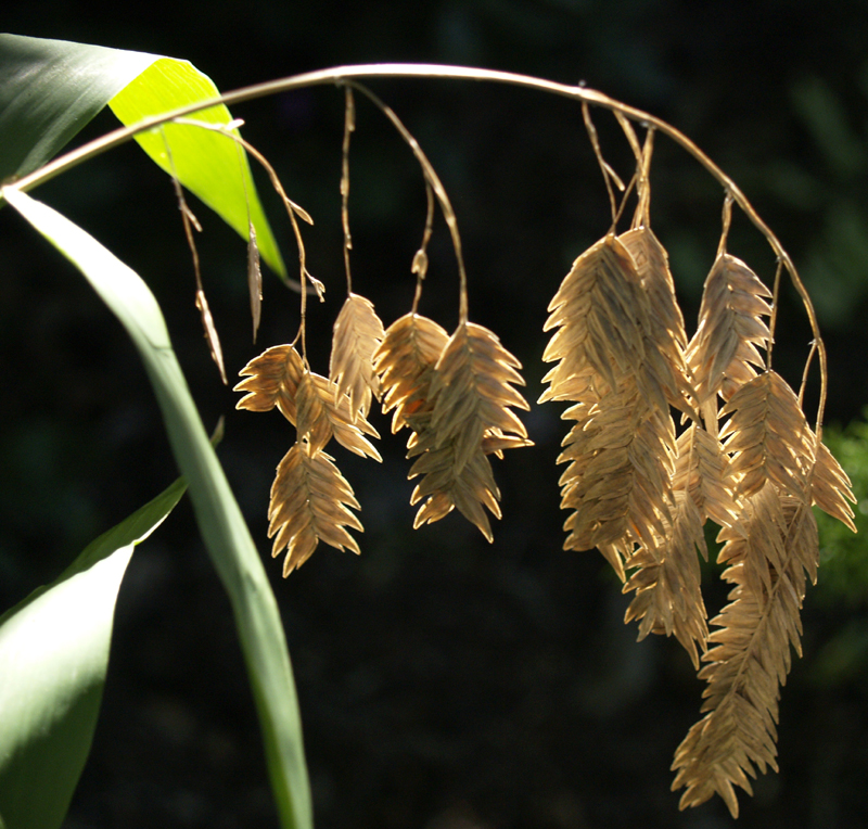 Inland sea oats seed heads