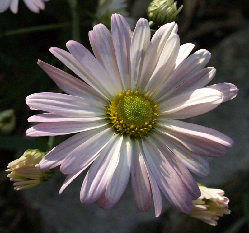 Country Girl chrysanthemum