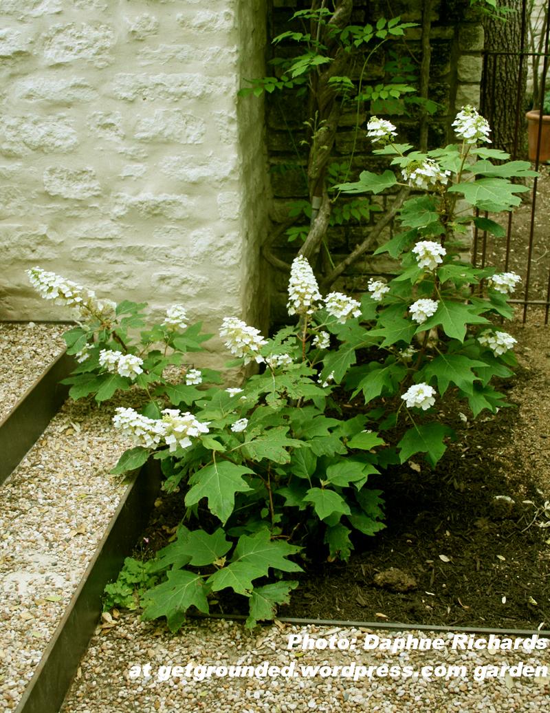 oakleaf hydrangea (Hydrangea quercifolia) oakleaf hydrangea (Hydrangea quercifolia)