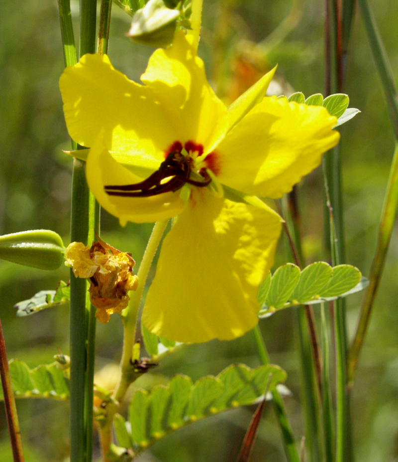 Partridge pea (Chamaecrista fasciculata) Partridge pea (Chamaecrista fasciculata)