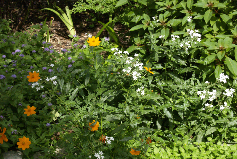 Plumbago scandens with Conoclinium coelestinum Plumbago scandens with Conoclinium coelestinum