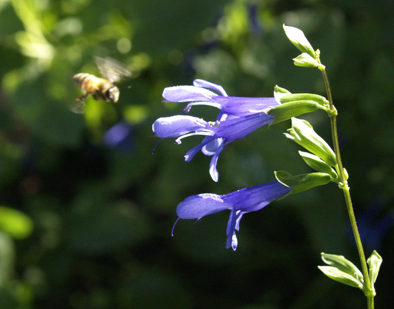 Bee heading for salvia guaranitica Bee heading for salvia guaranitica