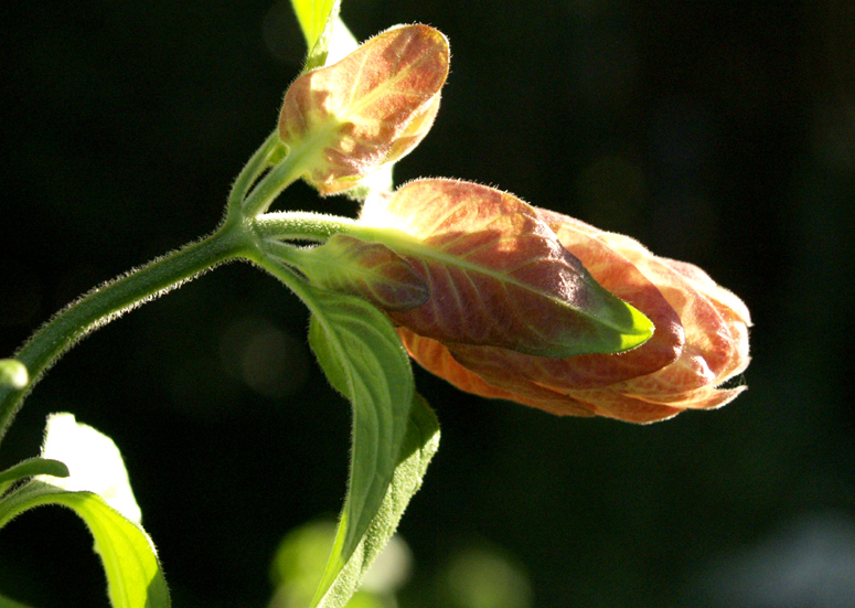 Shrimp plant