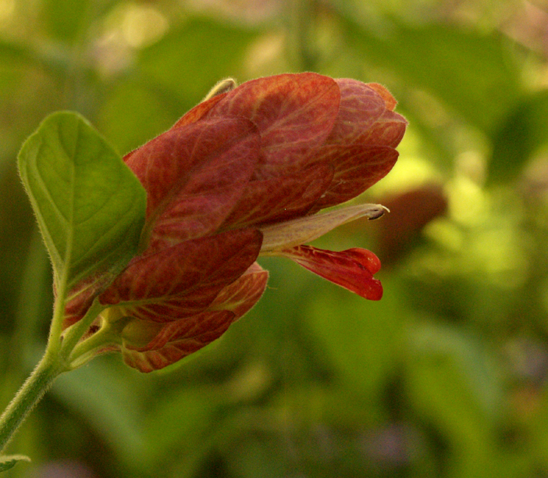 Shrimp plant in shade