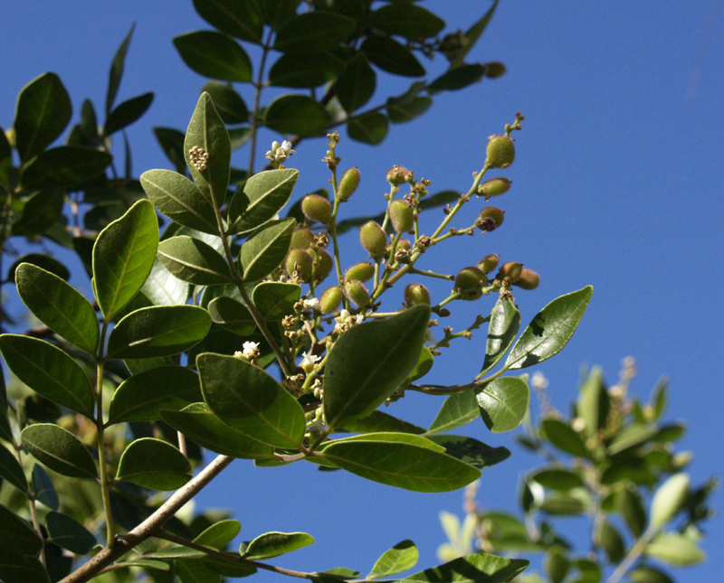 Evergreen sumac berries