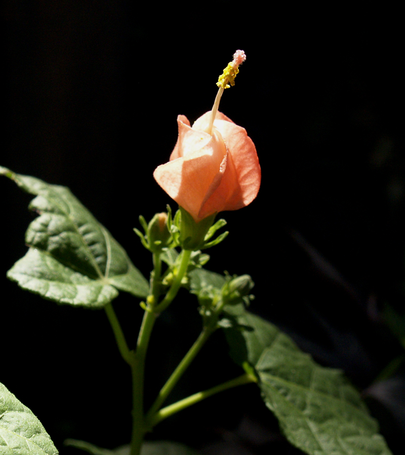 Pink turks cap Pink turks cap