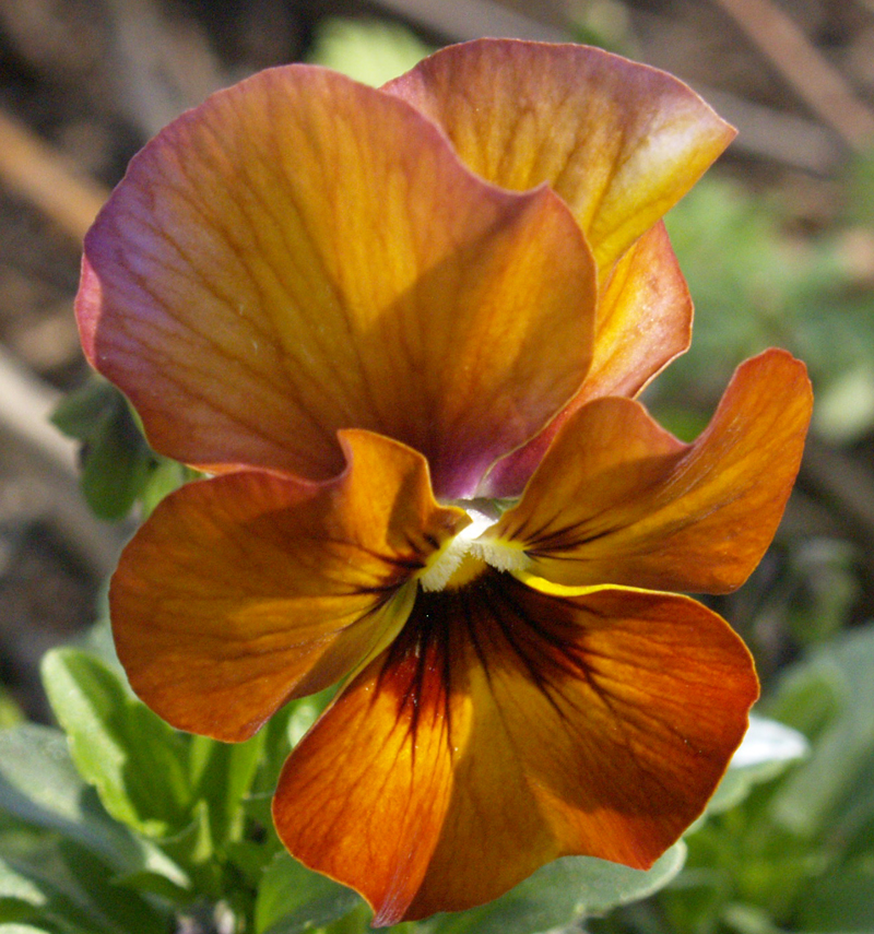 orange viola