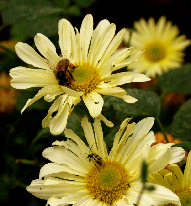Bee and beetle on chrysanthemum Bee and beetle on chrysanthemum