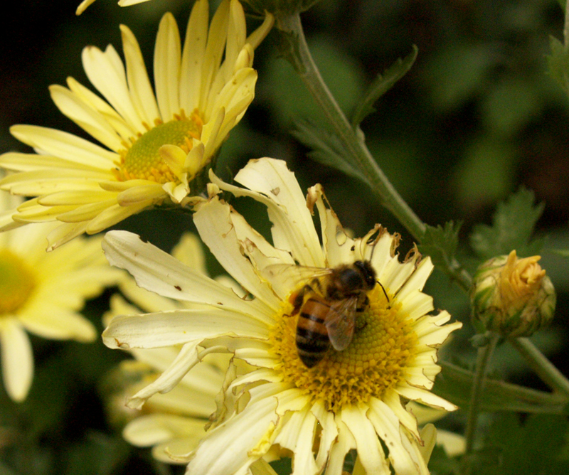 Bee on 'Butterpat' mum 