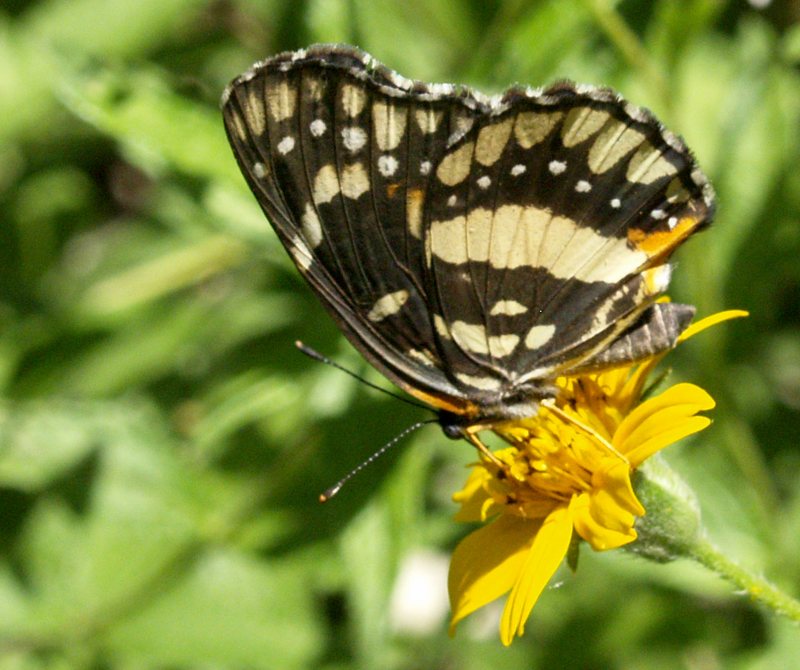 Bordered patch butterfly on zexmenia