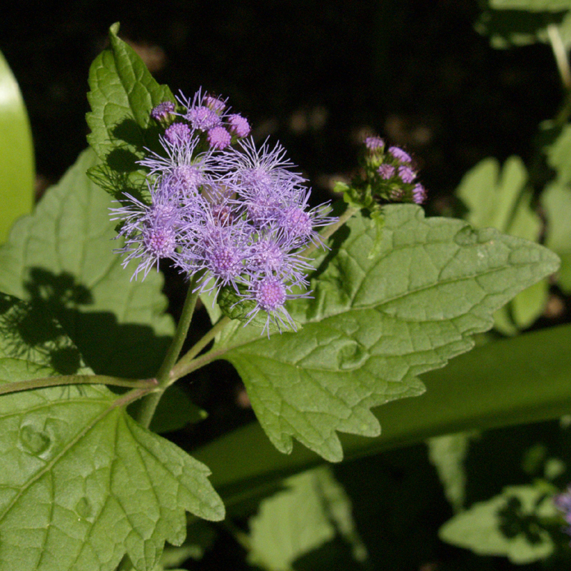 Blue mistflower (Conoclinium coelestinum) 