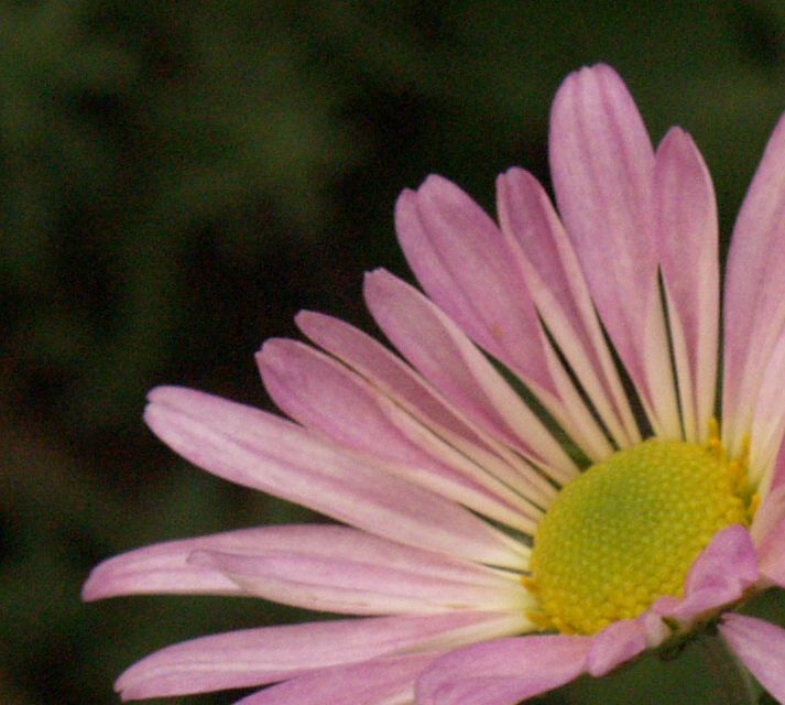 Country Girl chrysanthemum