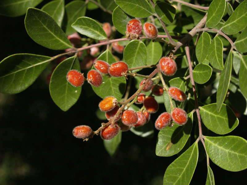 Evergreen sumac berries