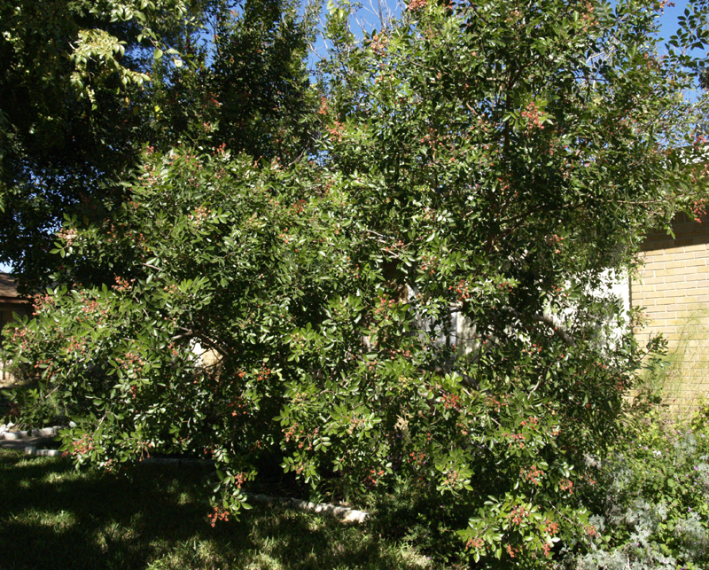 Evergreen sumac falling over