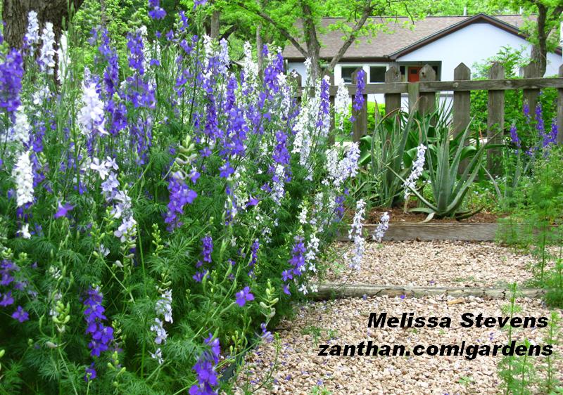 Zanthan Gardens larkspur Zanthan Gardens larkspur