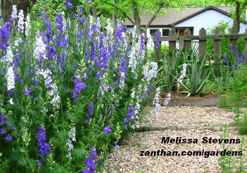 Zanthan Gardens larkspur 