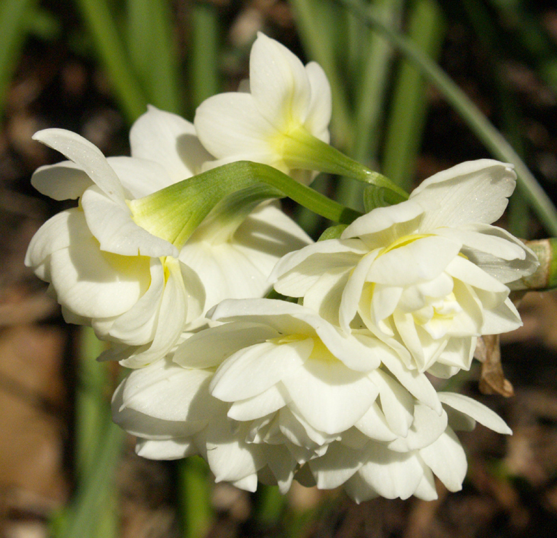 Narcissus Erlicheer 