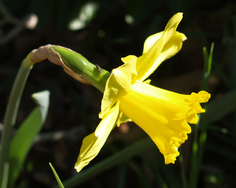 Narcissus 'Gigantic Star' 