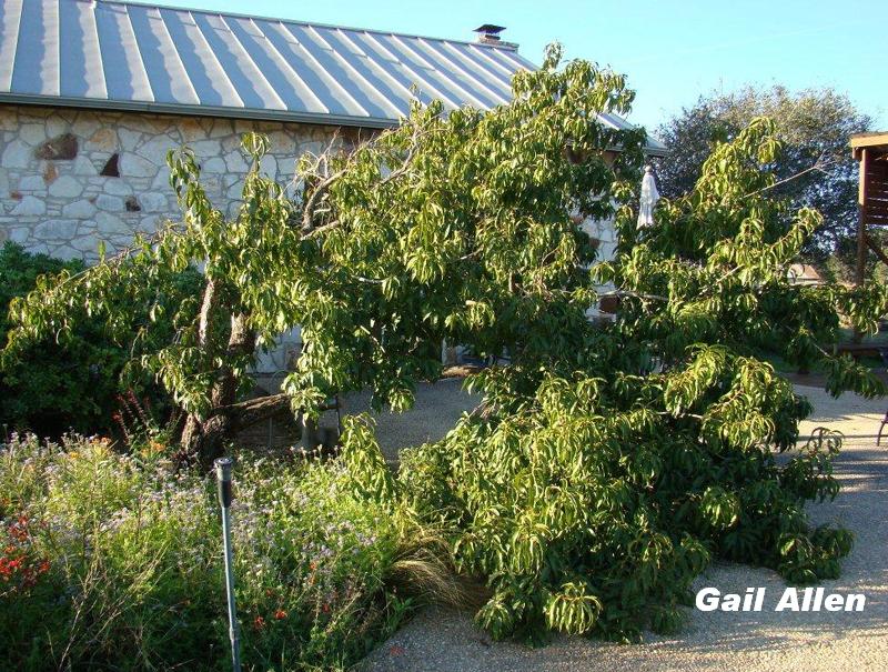 wayward peach tree prune in fall 