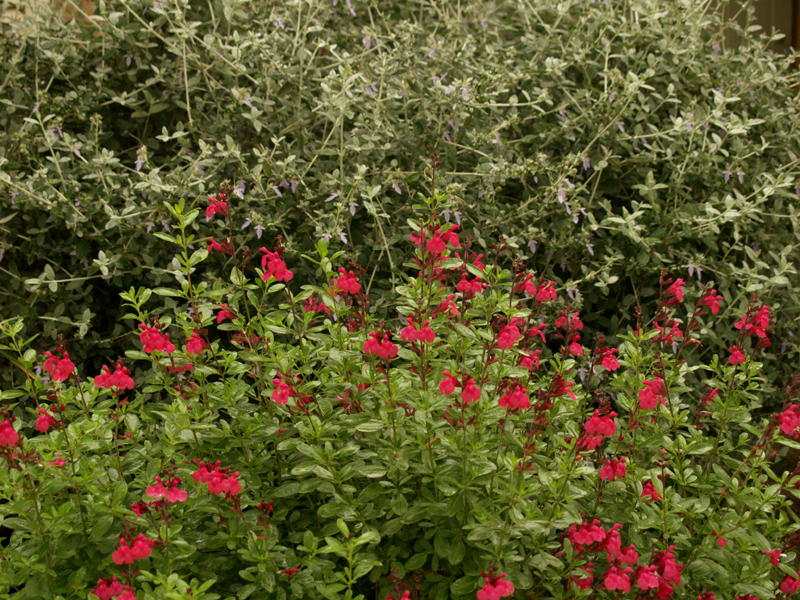 Silver germander with Salvia greggii 