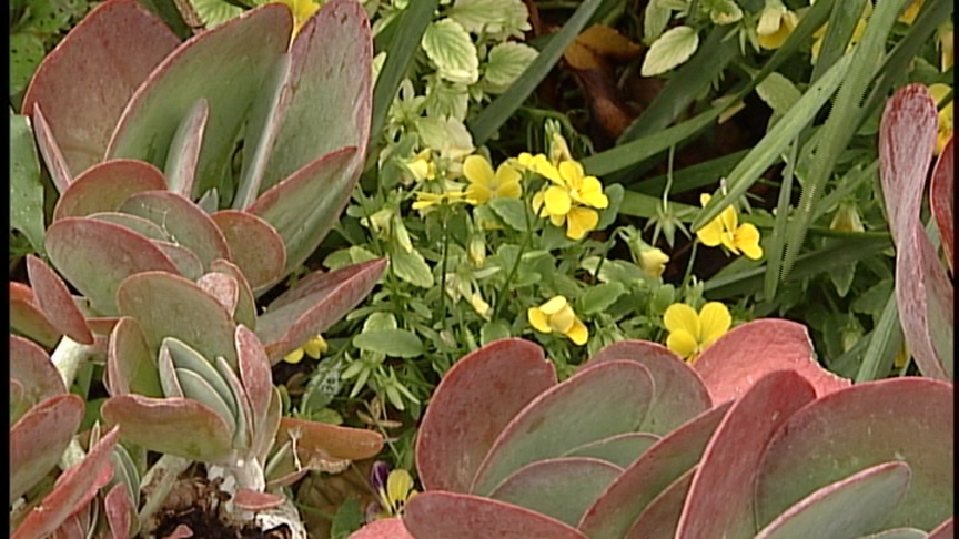 Tom Peace kalanchoe and violas