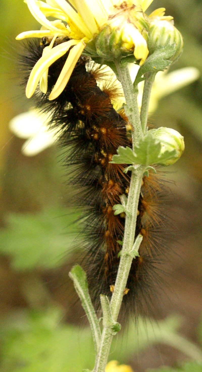 fuzzy wuzzy caterpillar on chrysanthemum 