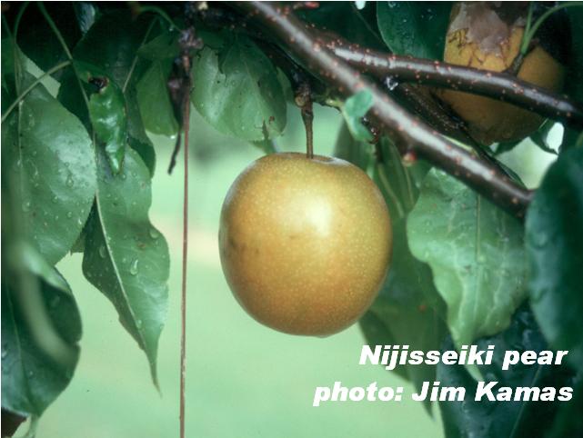 Nijisseiki pear, Jim Kamas photo