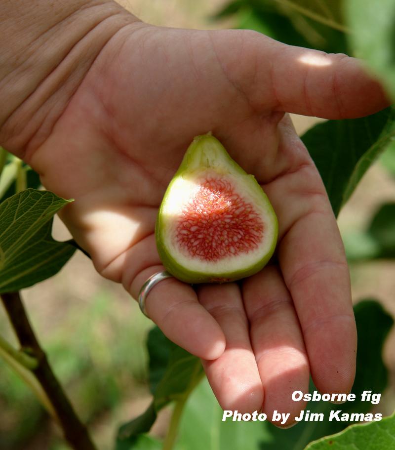 Osborne fig, photo by Jim Kamas